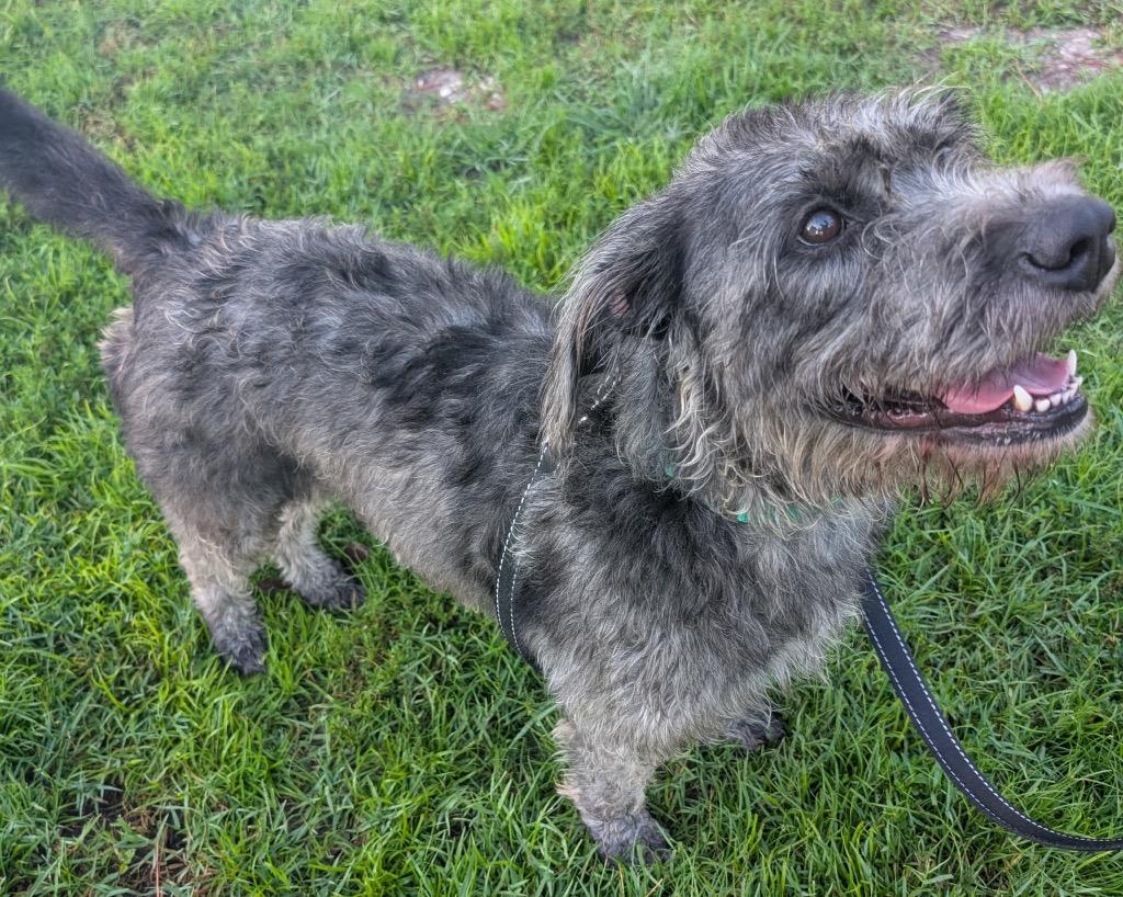 Enlarge Dolly-Adoption Fee Sponsored!, a Adoptable mixed breed in Fort Myers, FL image 5/6