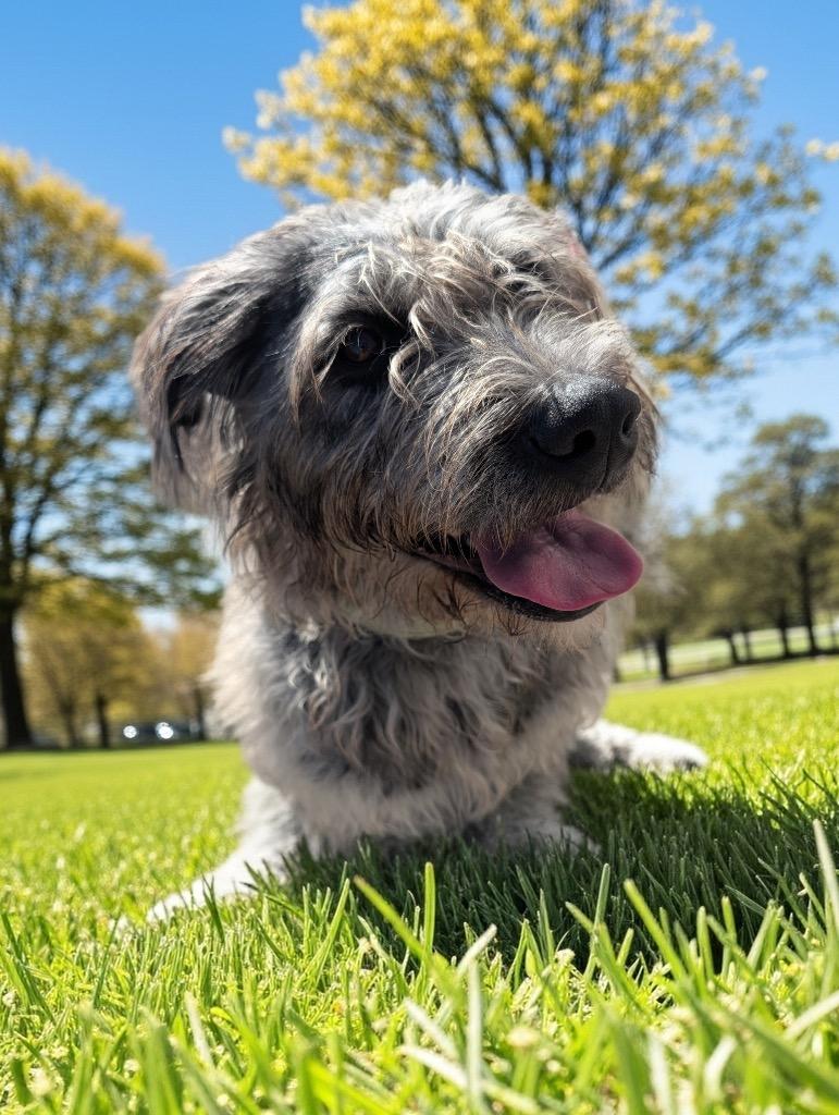 Enlarge Dolly-Adoption Fee Sponsored!, a Adoptable mixed breed in Fort Myers, FL image 6/6