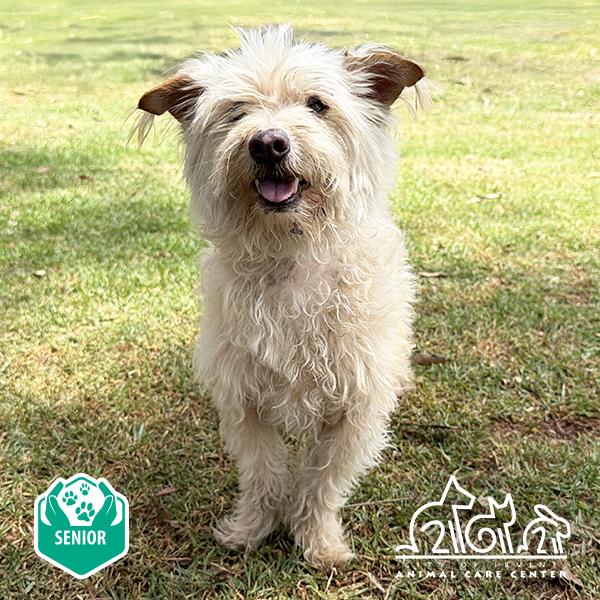 MILO, Adoptable, Senior Male Skye Terrier.