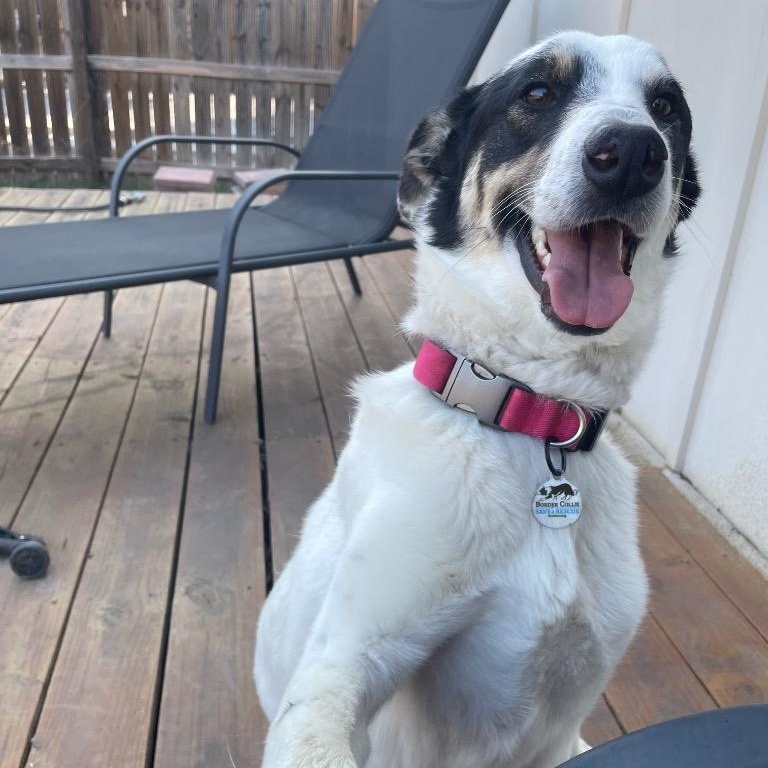 Enlarge Kona , a ADOPTABLE mixed breed in San Antonio, TX image 6/6