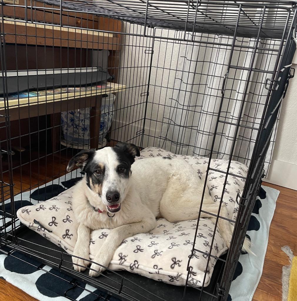 Enlarge Kona , a ADOPTABLE mixed breed in San Antonio, TX image 3/6