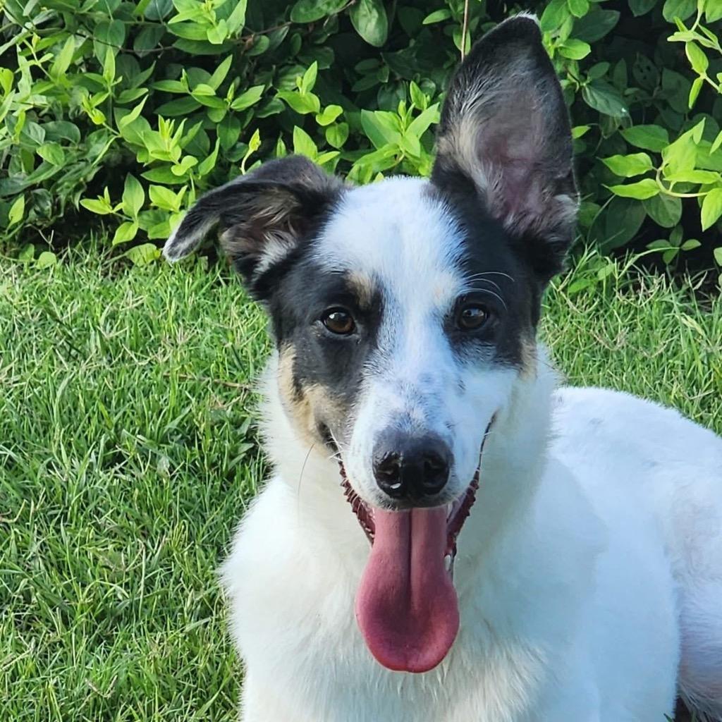 Enlarge Kona , a ADOPTABLE mixed breed in San Antonio, TX image 4/6