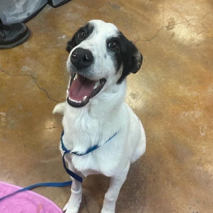 Enlarge Kona , a ADOPTABLE mixed breed in San Antonio, TX image 1/6