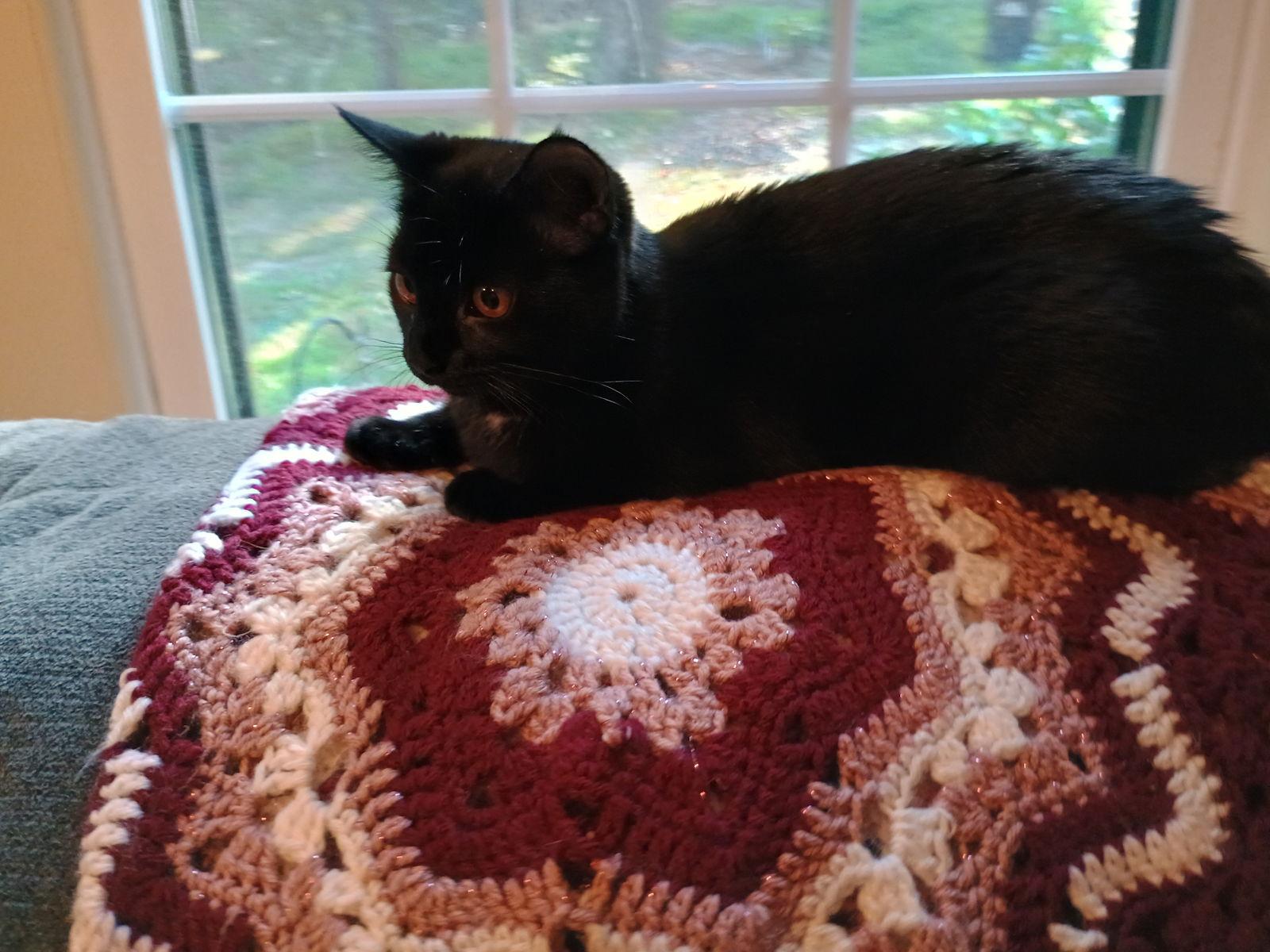 Anna, Adoptable, Young Female Domestic Medium Hair.