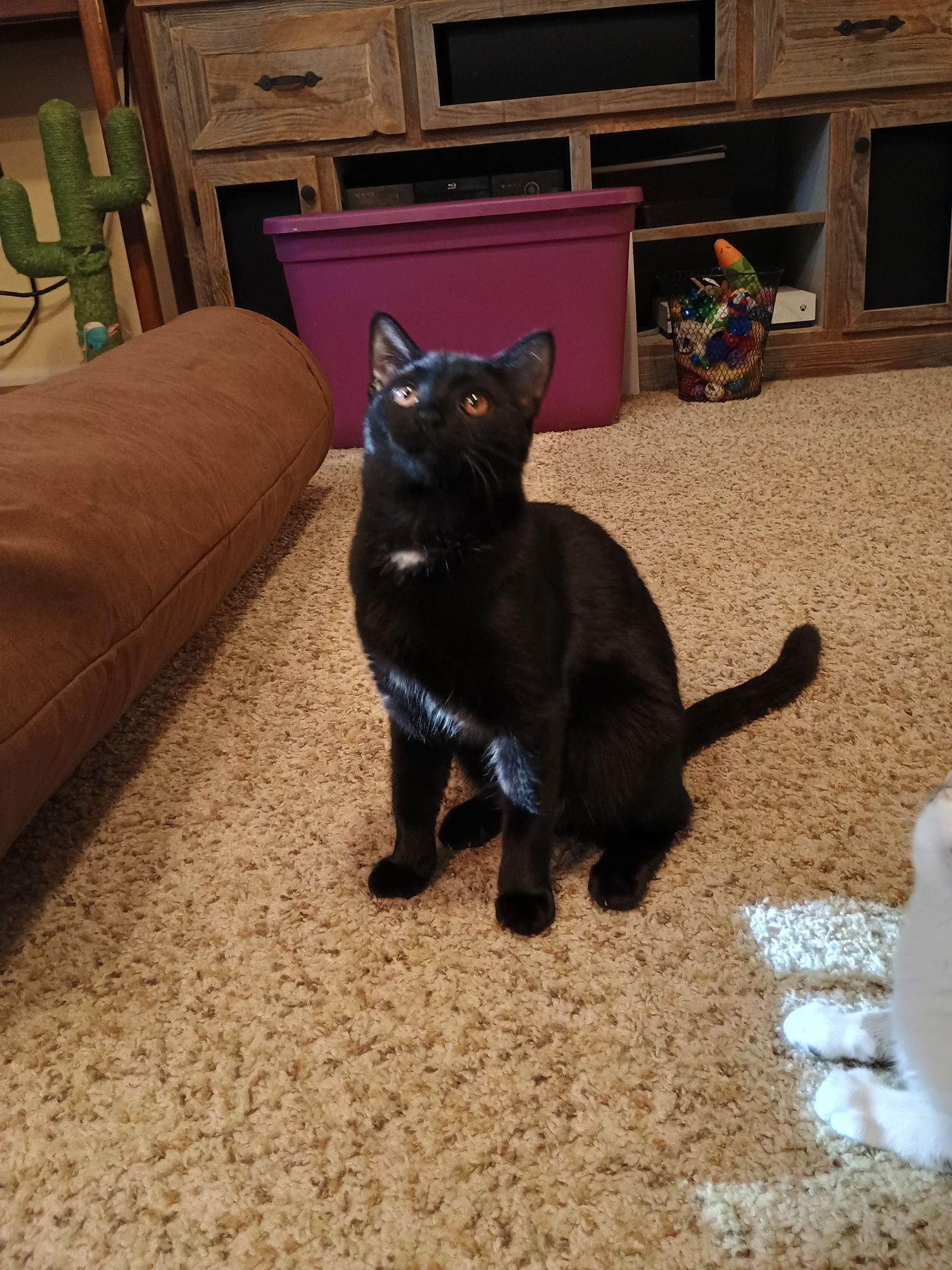 Anna, a Adoptable Domestic Medium Hair in Pittsboro, NC image 2/3