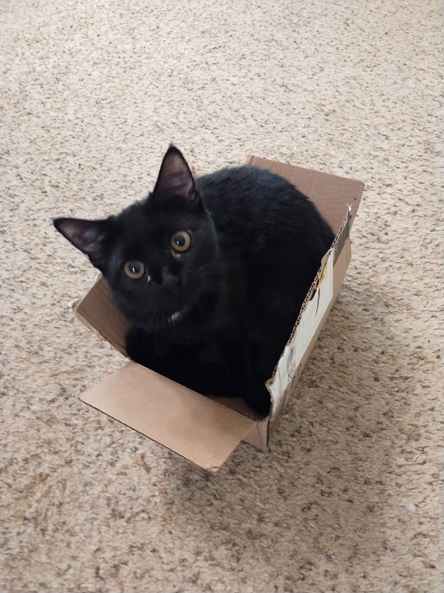 Anna, a Adoptable Domestic Medium Hair in Pittsboro, NC image 3/3