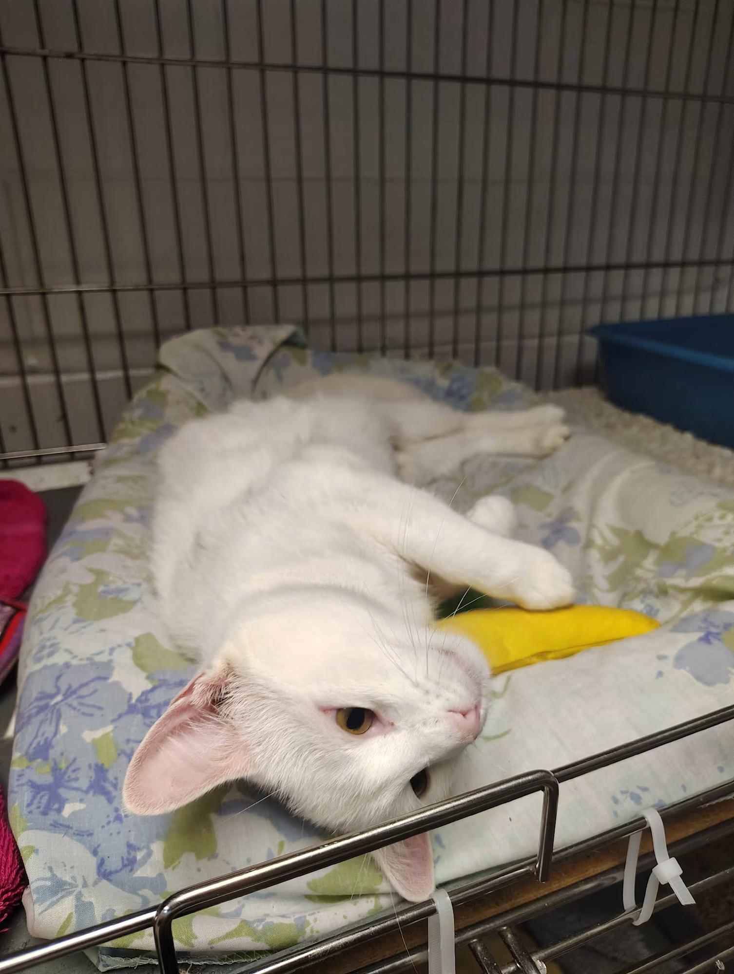 Enlarge Angel, a Adoptable Domestic Short Hair in Paramus, NJ image 2/4