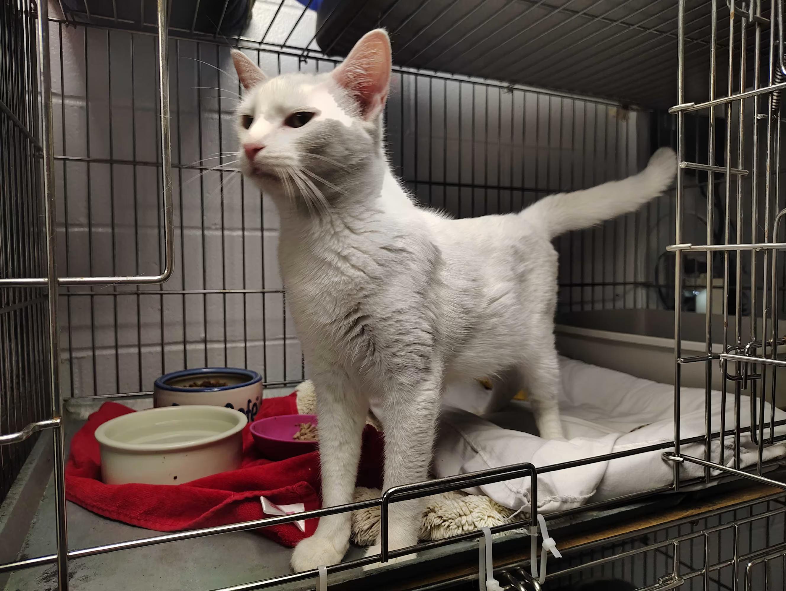 Enlarge Angel, a Adoptable Domestic Short Hair in Paramus, NJ image 4/4