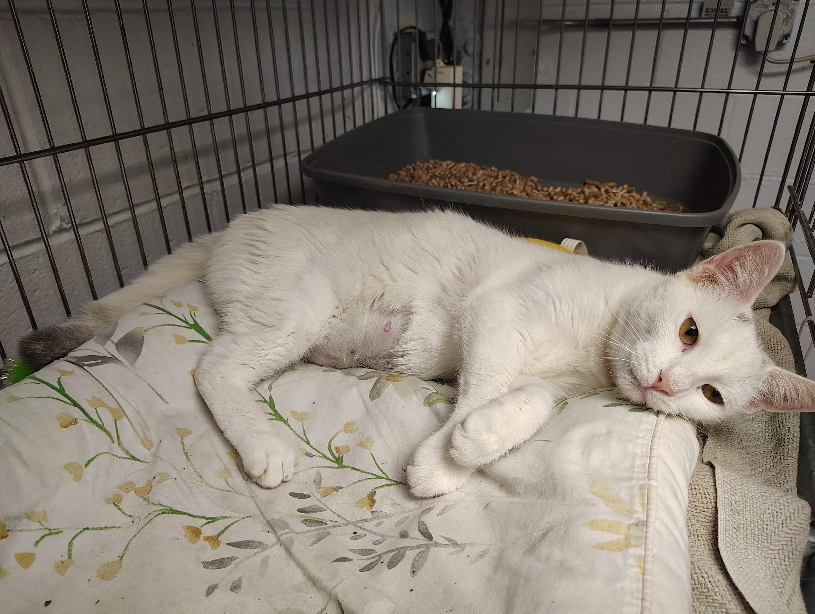 Enlarge Angel, a Adoptable Domestic Short Hair in Paramus, NJ image 1/4