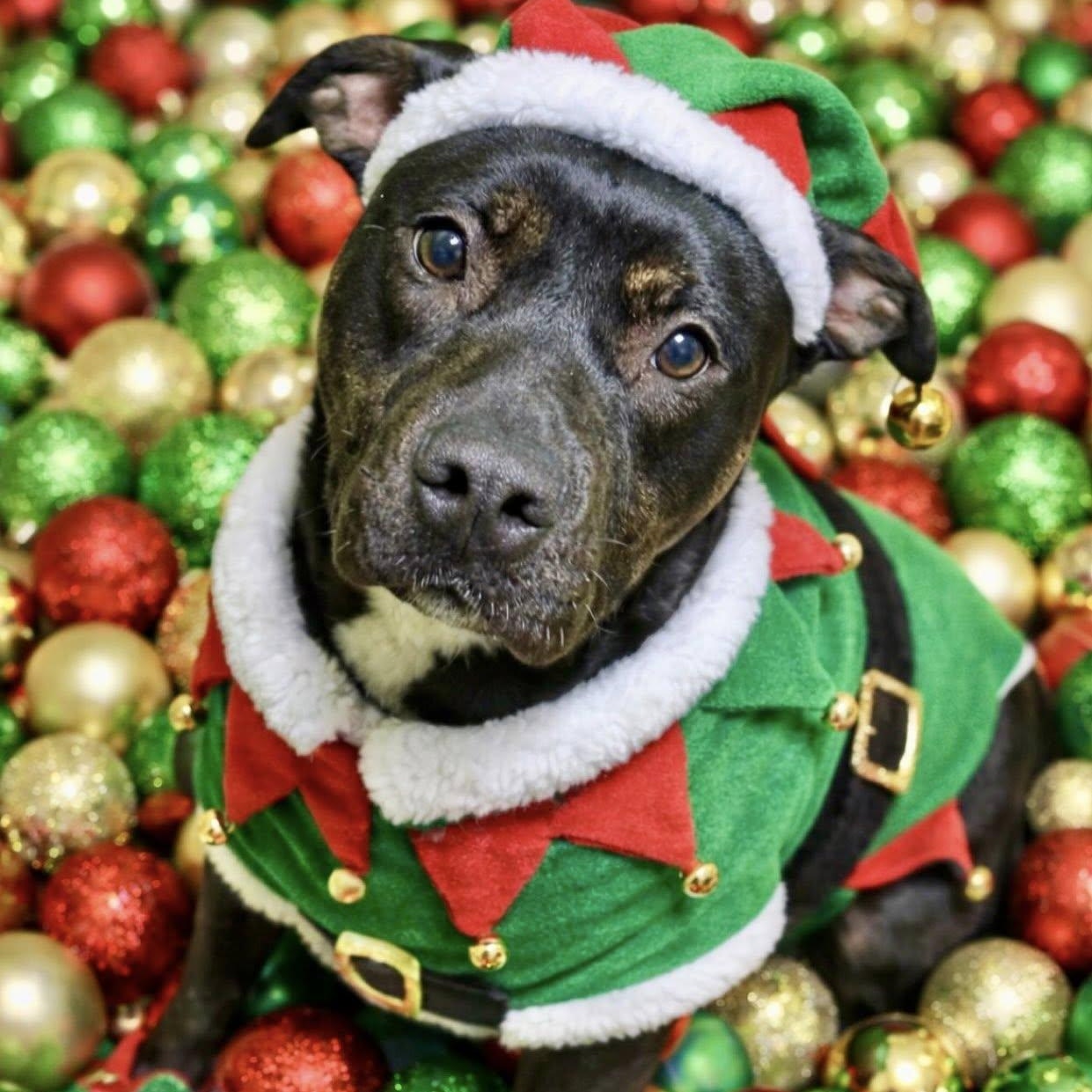 River, ADOPTABLE, Young Female Pit Bull Terrier.