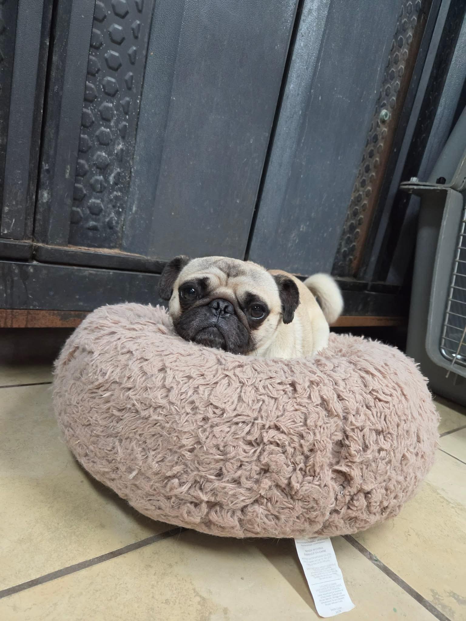 Enlarge Doug, a Adopted Pug in El Centro, CA image 1/1
