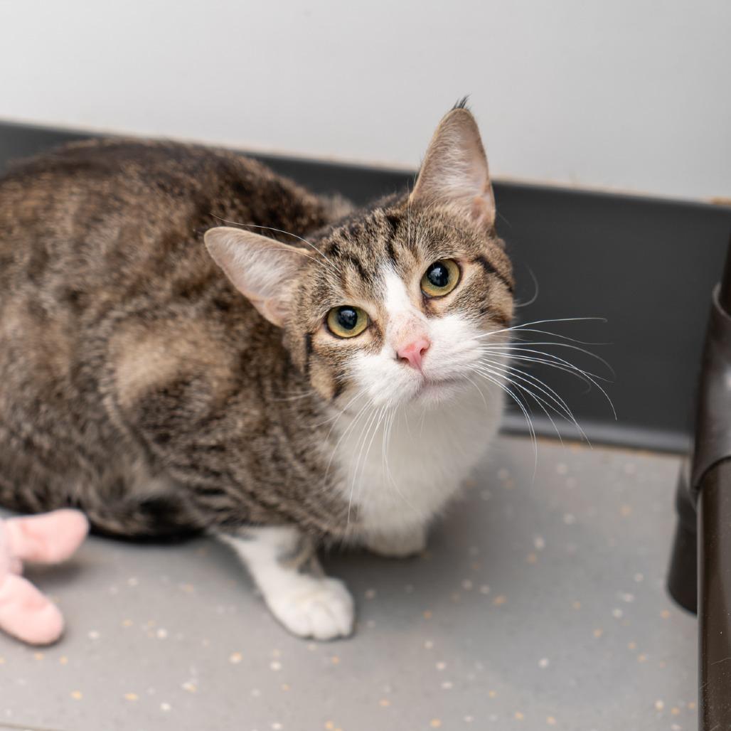 Cashmere thumbnail 2