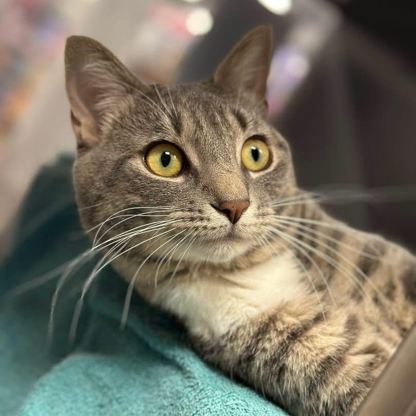 Enlarge Finn, an adopted Domestic Short Hair in Bourne, MA image 1/3
