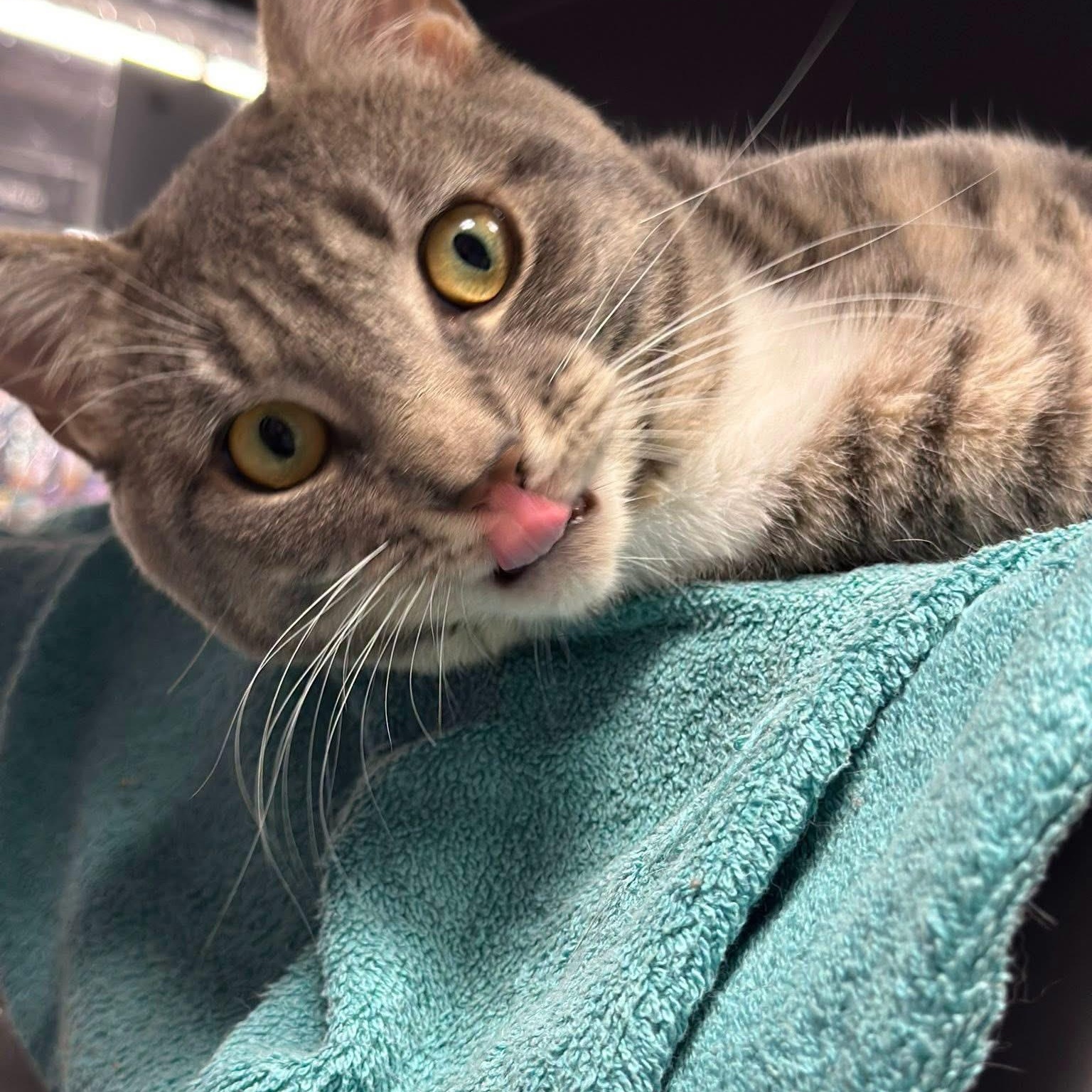 Enlarge Finn, an adopted Domestic Short Hair in Bourne, MA image 2/3