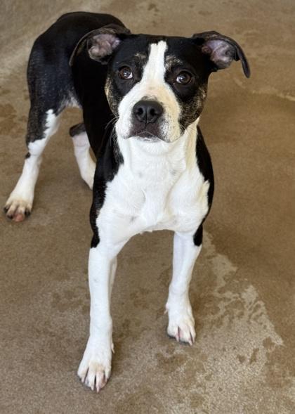 Mavis — thumbnail 2