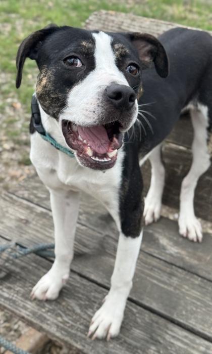 Mavis — thumbnail 3