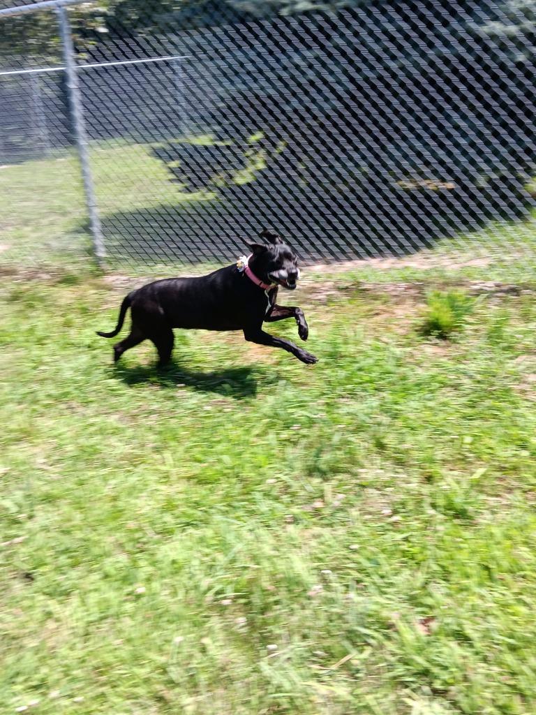Daisy, Adoptable, Senior Female Labrador Retriever.