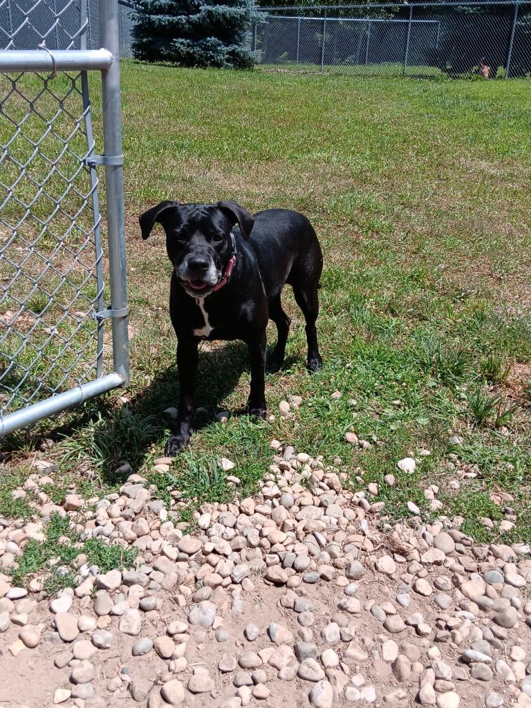 Enlarge Daisy, a Adoptable Labrador Retriever in Angola, IN image 2/3