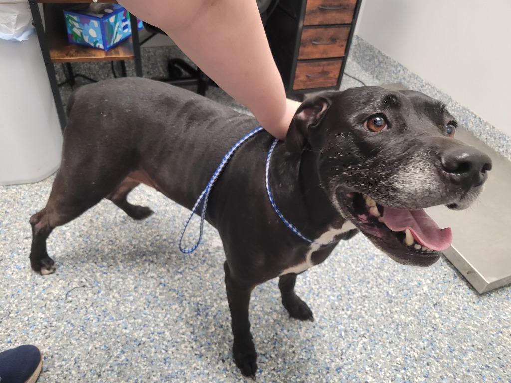 Daisy, Adoptable, Senior Female Labrador Retriever.