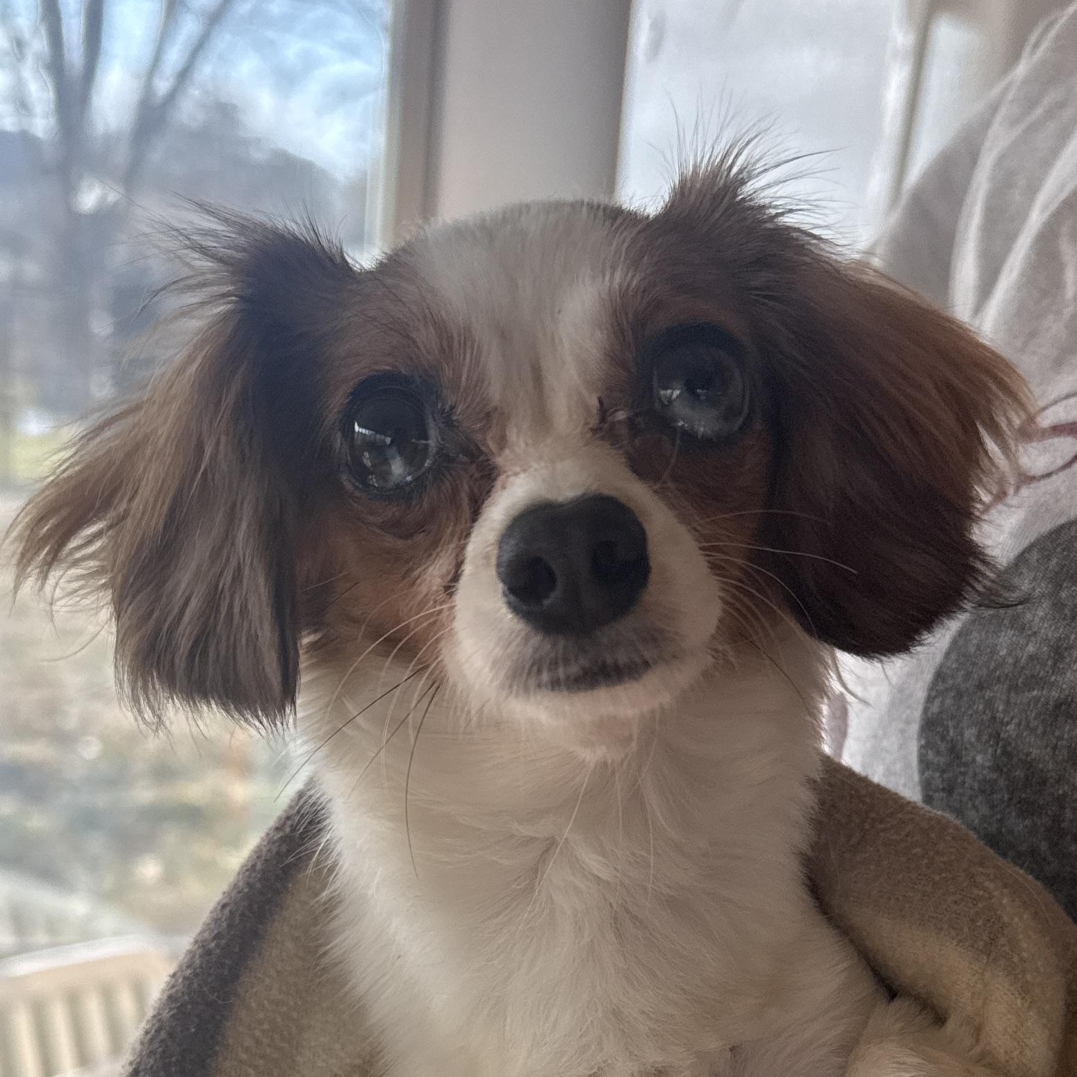 Enlarge Betty Davis, an adopted Chiweenie in Auburn, NE image 1/4