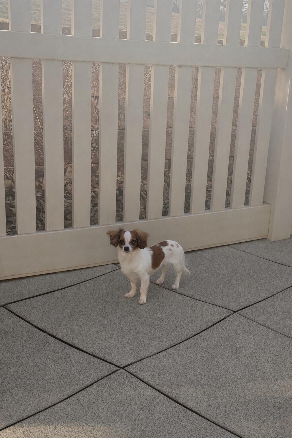 Enlarge Betty Davis, an adopted Chiweenie in Auburn, NE image 4/4