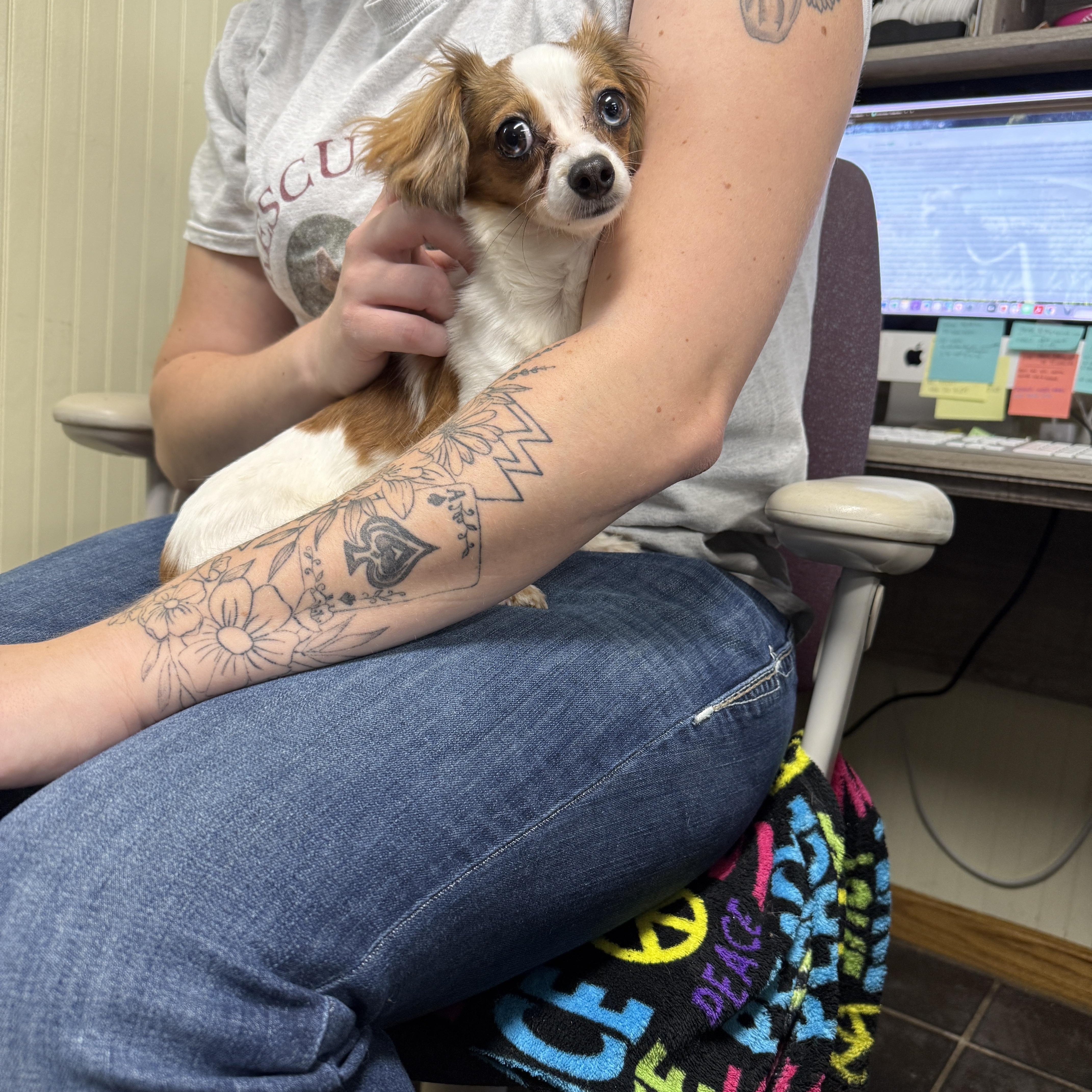 Enlarge Betty Davis, an adopted Chiweenie in Auburn, NE image 3/4