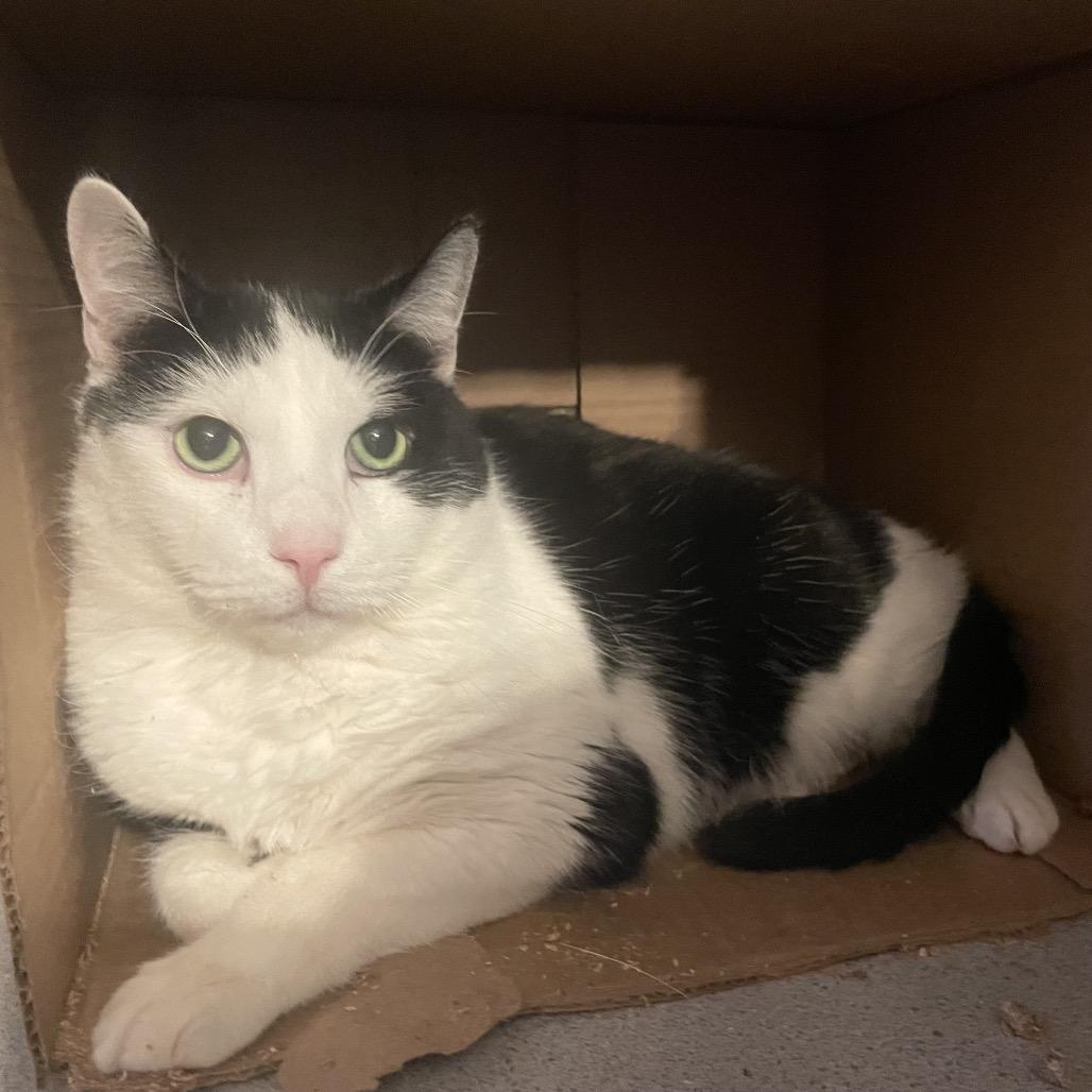 Lex, ADOPTABLE, Adult Male Domestic Short Hair.