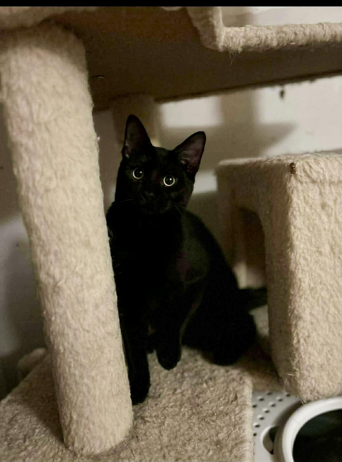 Enlarge Porter, a ADOPTABLE Domestic Short Hair in Avondale, PA image 1/1