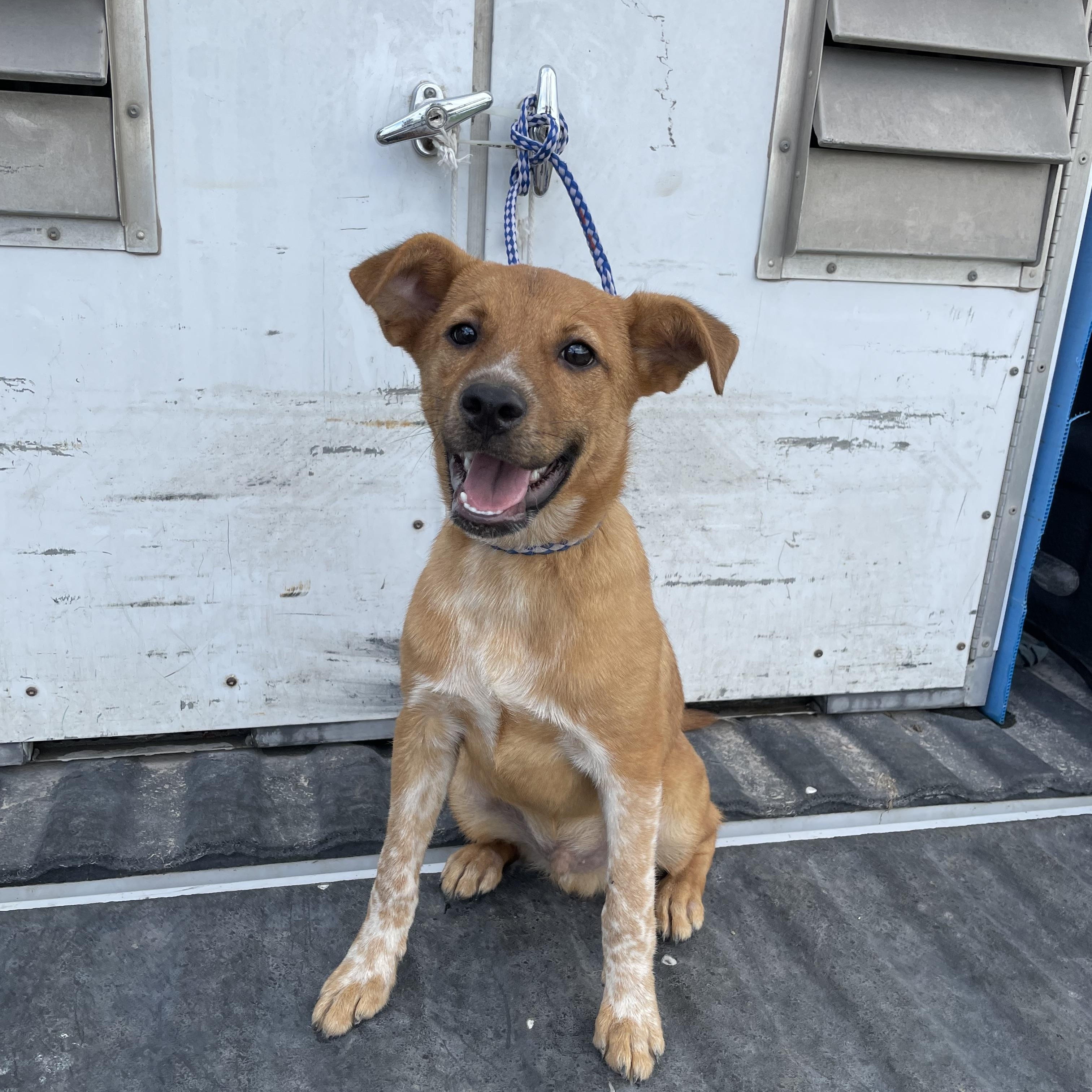 FOUND - Kipper, Young Male Mixed Breed