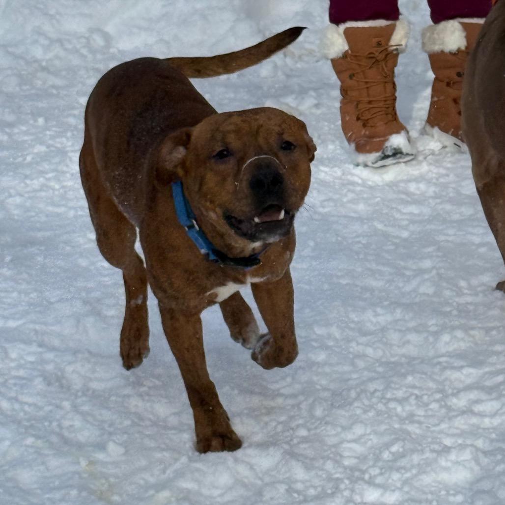 Bronx, Adoptable, Adult Male American Staffordshire Terrier & Mixed Breed.