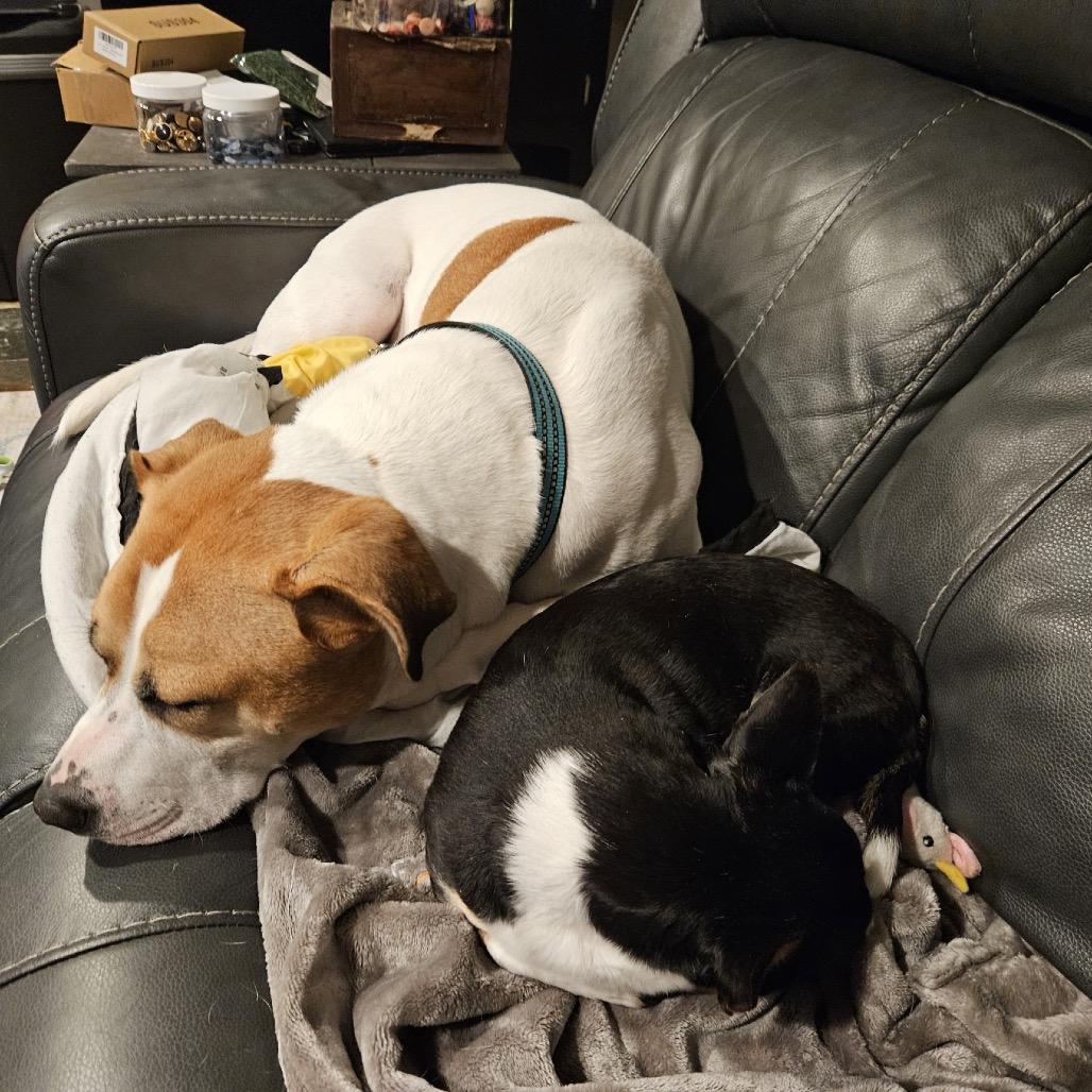 GARY all american, Adoptable, Adult Male American Bulldog & Pit Bull Terrier.