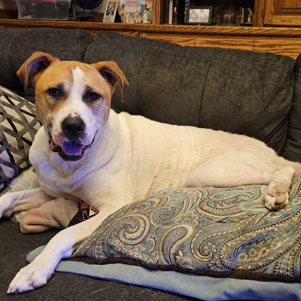 Enlarge GARY all american, a Adoptable mixed breed in Mooresville, IN image 2/5