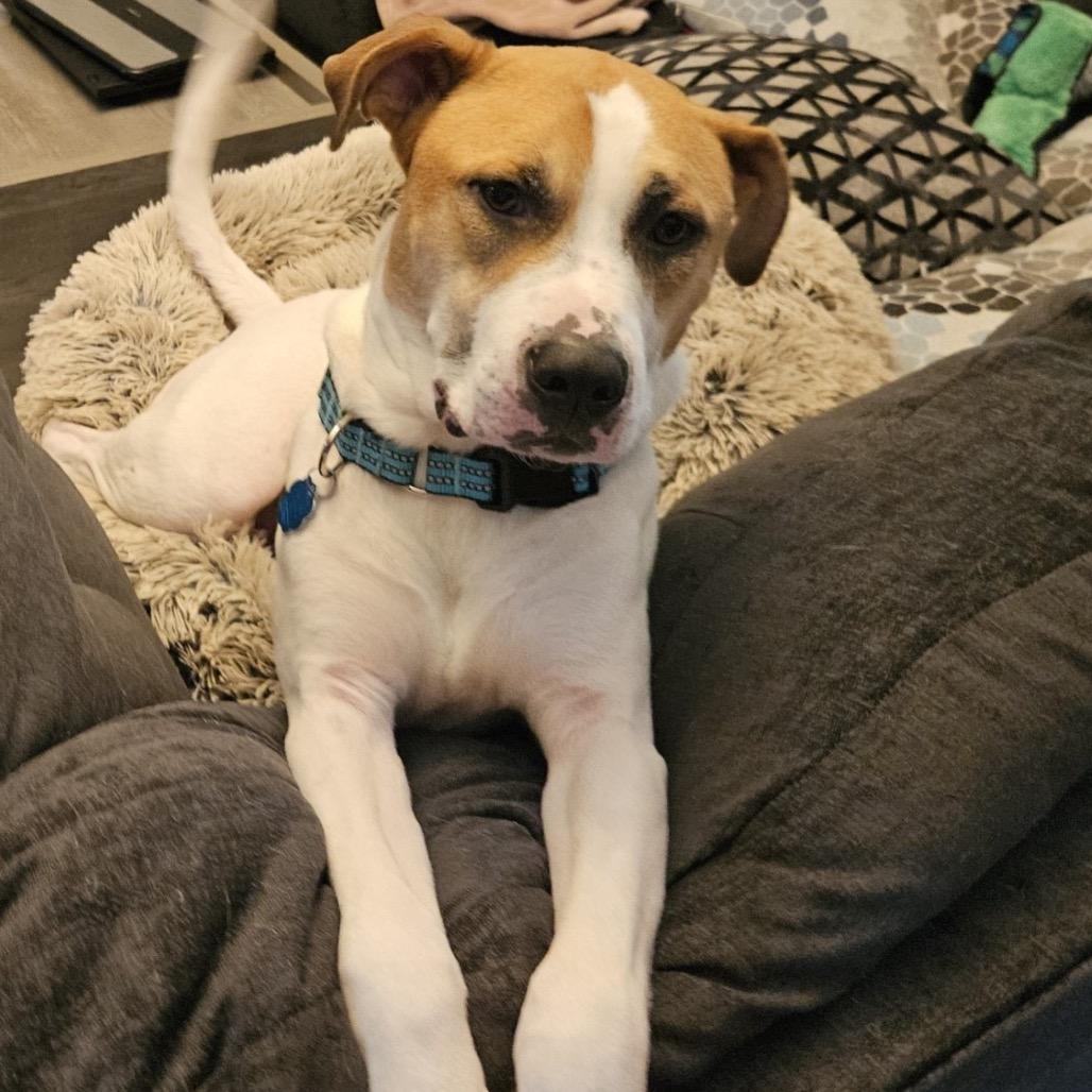 Enlarge GARY all american, a Adoptable mixed breed in Mooresville, IN image 3/5