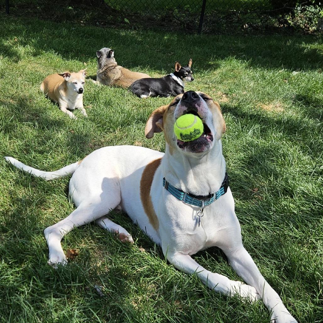 Enlarge GARY all american, a Adoptable mixed breed in Mooresville, IN image 4/5
