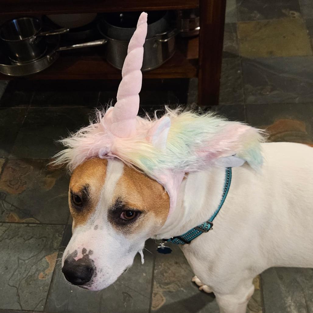 Enlarge GARY all american, a Adoptable mixed breed in Mooresville, IN image 5/5