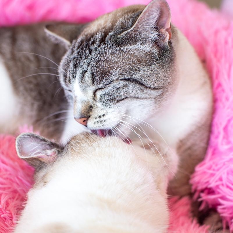 Enlarge Lexi - BONDED, a Adoptable mixed breed in Long Beach, CA image 3/3