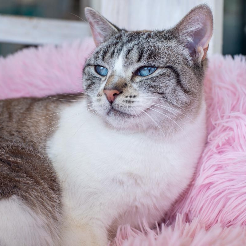 Enlarge Lexi - BONDED, a Adoptable mixed breed in Long Beach, CA image 2/3