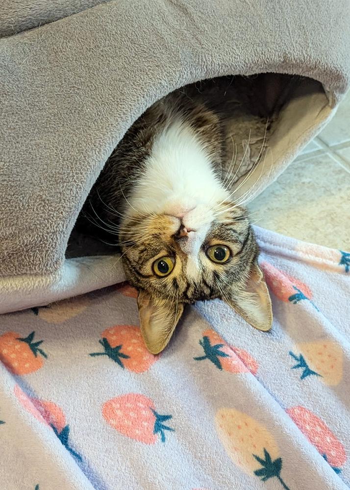 Charlie, Adoptable, Adult Male Domestic Short Hair.