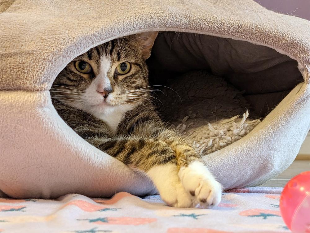 Charlie, a Adoptable Domestic Short Hair in Smithfield, VA image 2/5