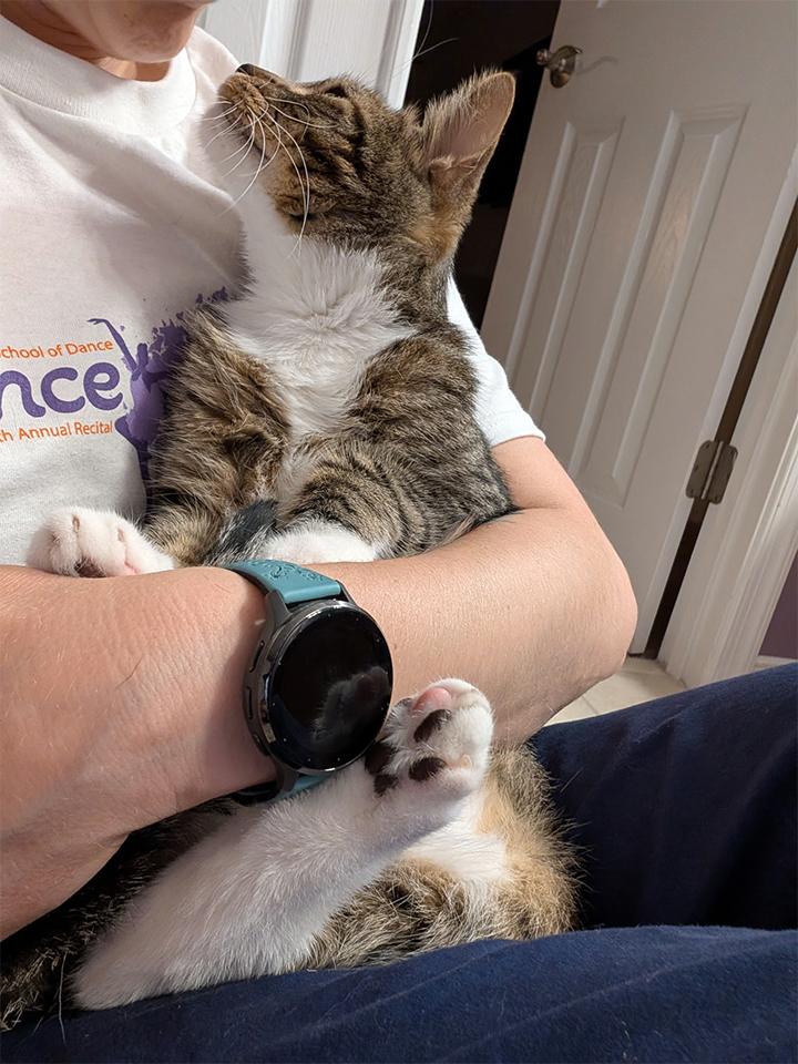 Charlie, a Adoptable Domestic Short Hair in Smithfield, VA image 3/5