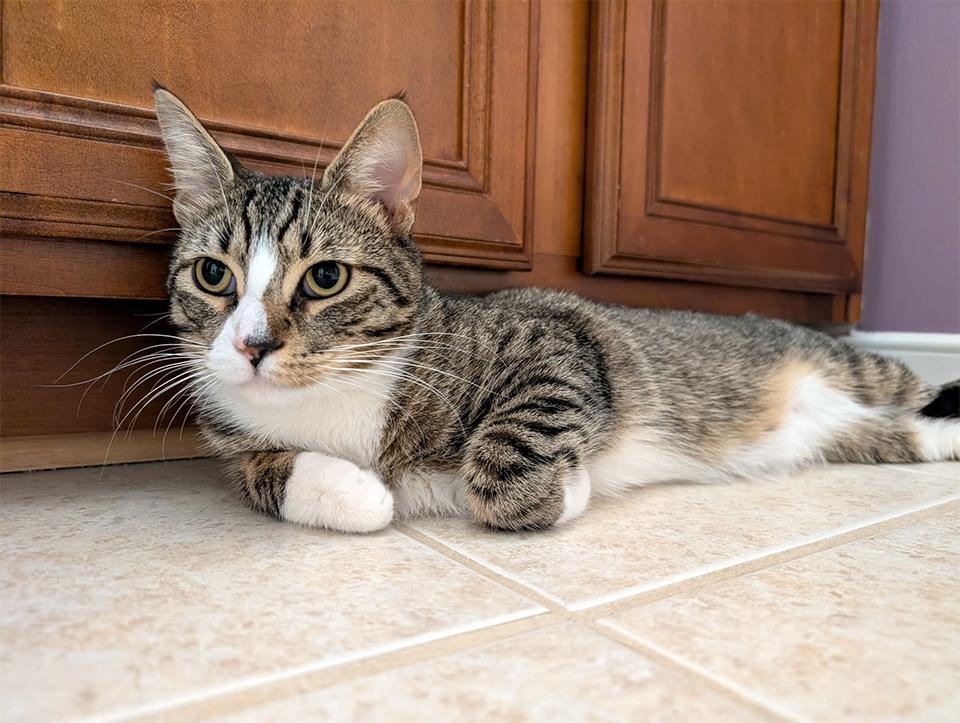 Charlie, a Adoptable Domestic Short Hair in Smithfield, VA image 4/5