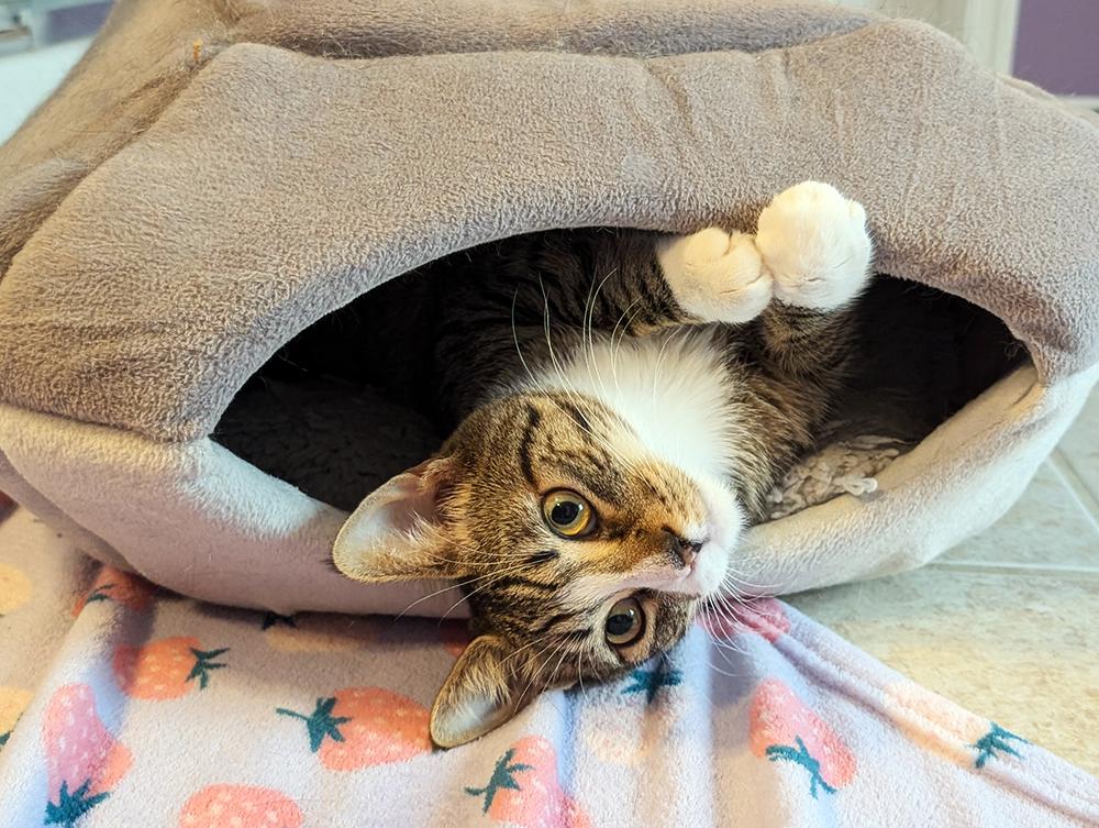 Charlie, a Adoptable Domestic Short Hair in Smithfield, VA image 5/5