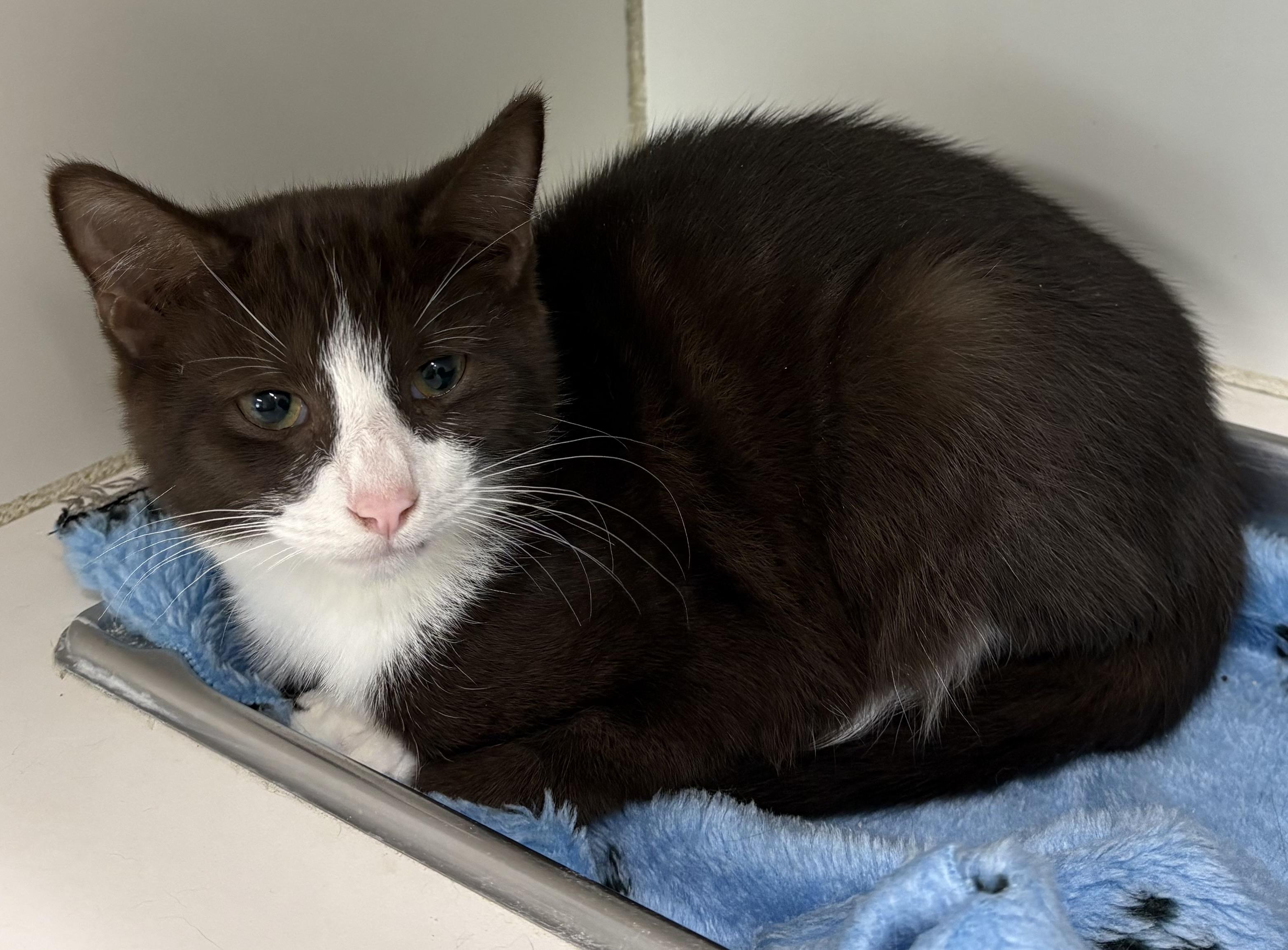 Mouse, adopted, Young Female Domestic Short Hair.