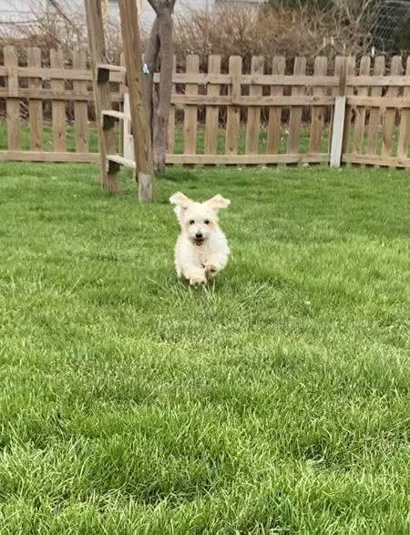 Enlarge Julia, a ADOPTABLE Havanese in Decatur, IN image 3/4