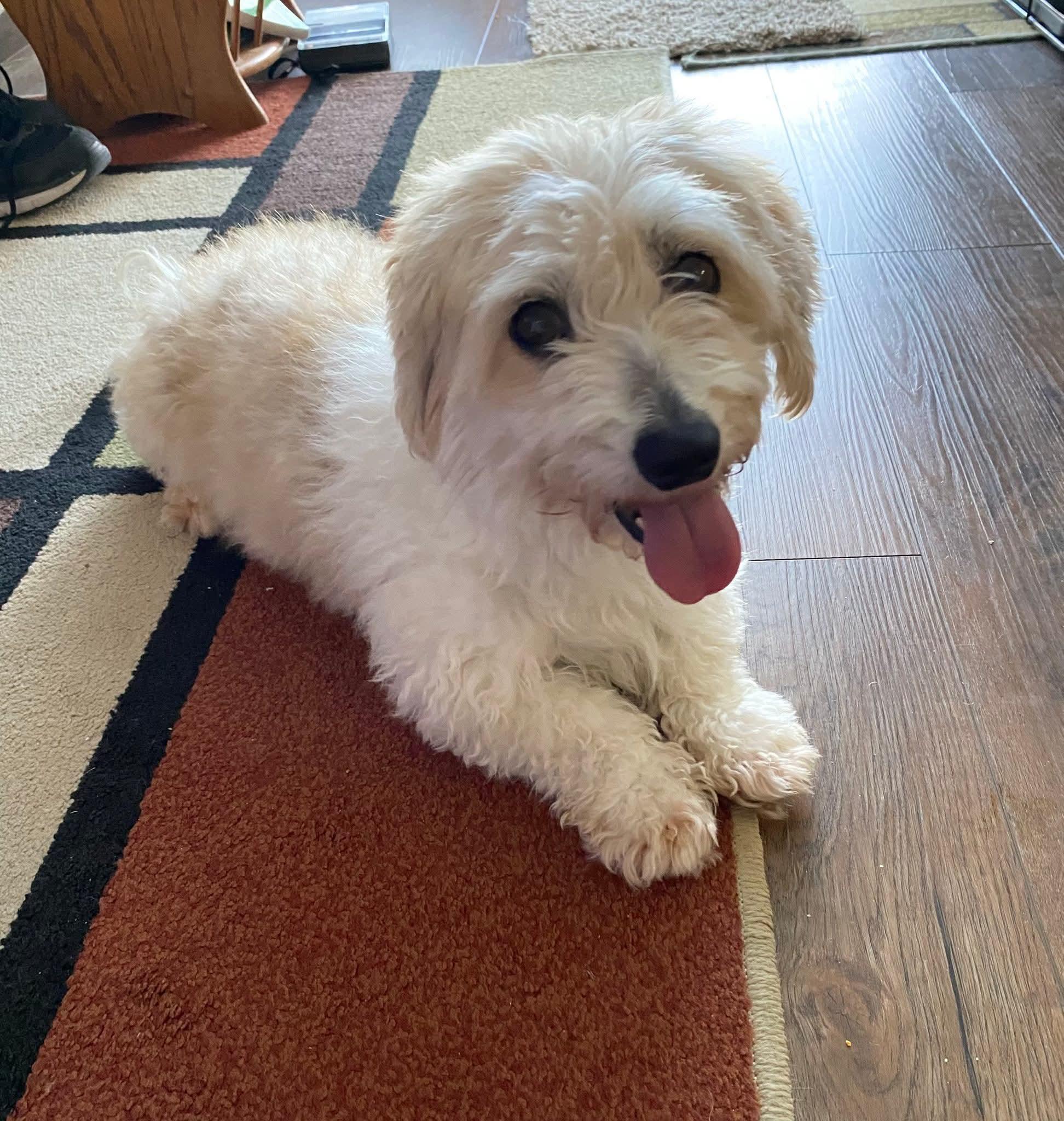 Julia, ADOPTABLE, Young Female Havanese.