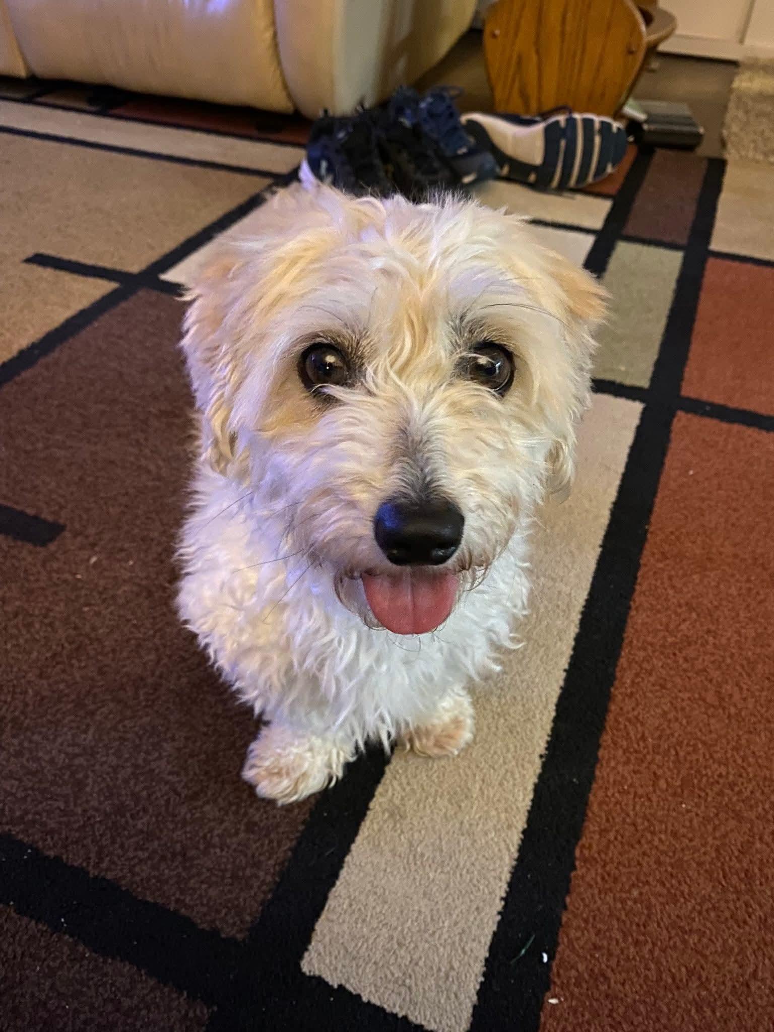 Enlarge Julia, a ADOPTABLE Havanese in Decatur, IN image 4/4