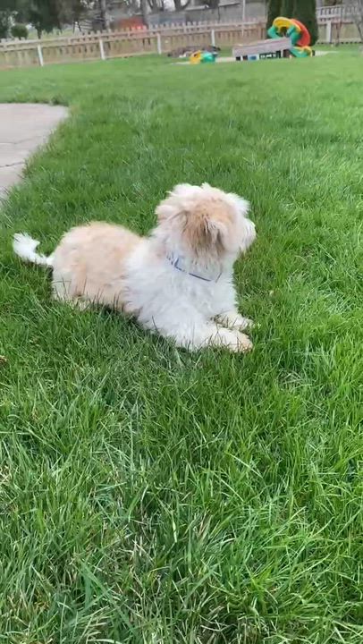 Enlarge Julia, a ADOPTABLE Havanese in Decatur, IN video 2/4