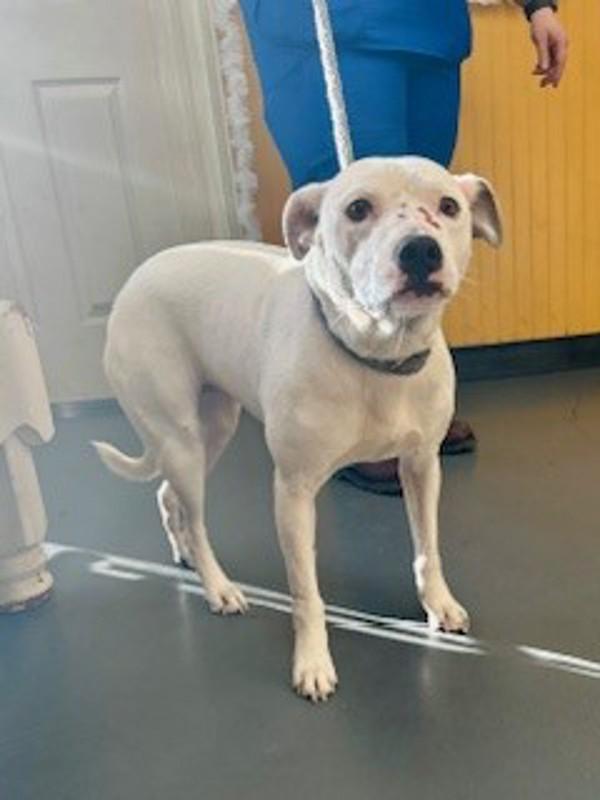 25-12-3663 Unique, Adoptable, Adult Female Pit Bull Terrier.