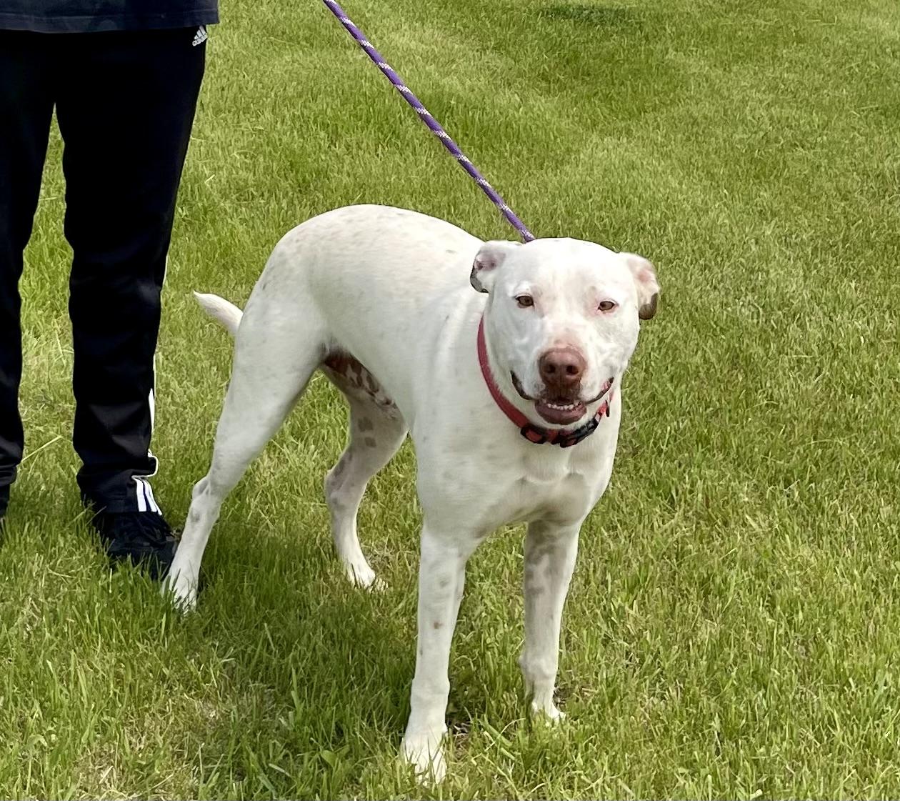 Magnum, adoptable, Adult Male Mixed Breed.