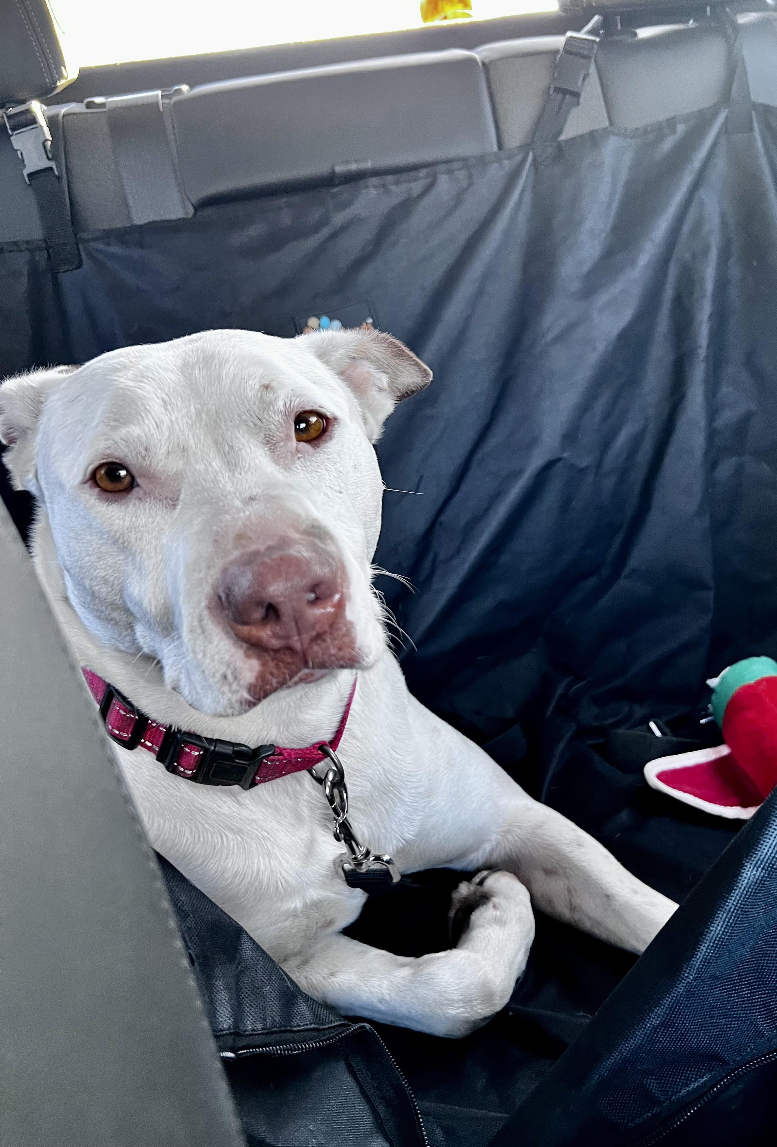 Magnum, an adoptable mixed breed in Jamestown, ND image 2/6